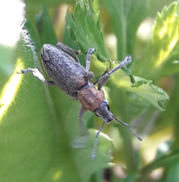 Tanymecus palliatus - közönséges hegyesfarúbarkó