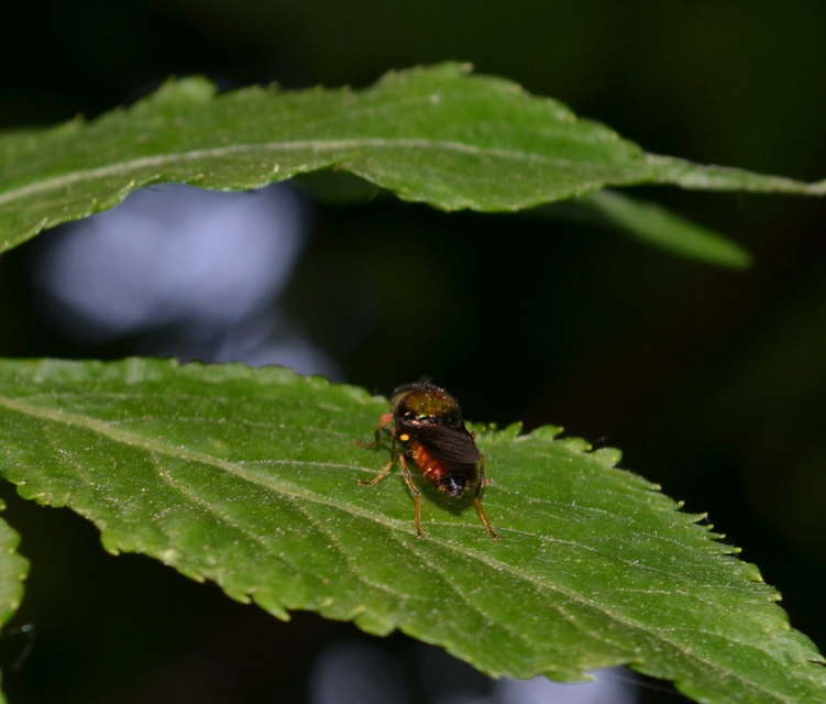 Chloromyia
