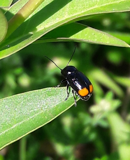 Cryptocephalus biguttatus