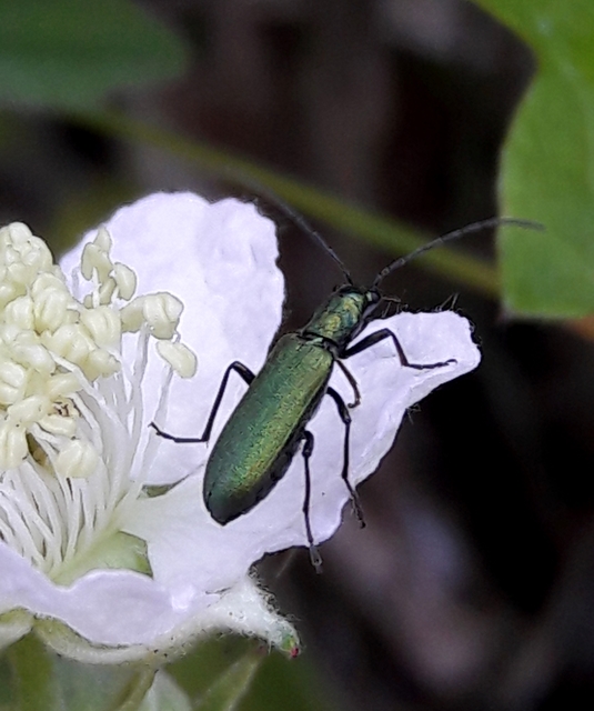 Chrysanthia viridissima - aranyos álcincér
