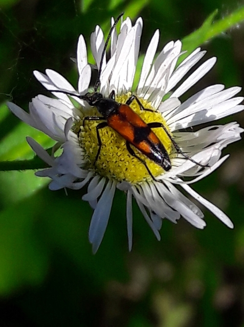 Stenurella bifasciata - kétöves karcsúcincér