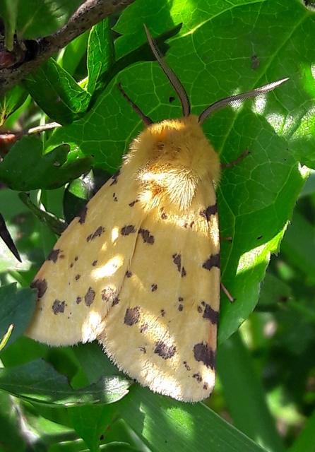 Rhyparia purpurata - bíborszínű medvelepke