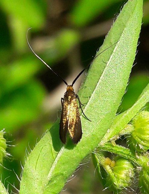 Nemophora metallica - fémszínű tőrösmoly