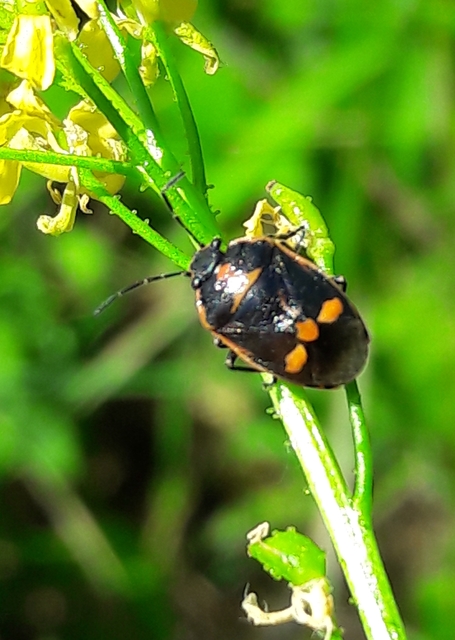 Eurydema oleracea - paréjpoloska Eurydema oleracea - paréjpoloska