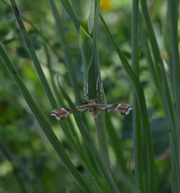Cnaemidophorus rhododactyla - rózsabogyó-tollasmoly