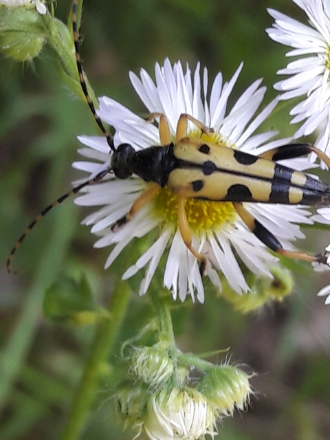 Rutpela maculata - tarkacsápú karcsúcincér