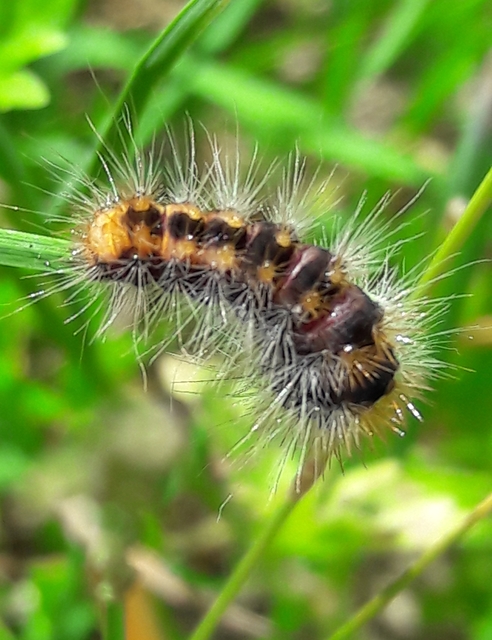 Acronicta auricoma - aranyos szigonyosbagoly