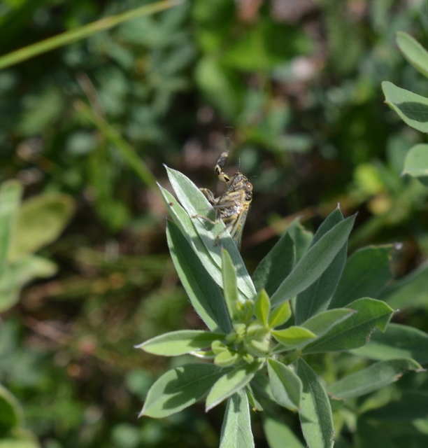 Cicadidae - énekeskabócák