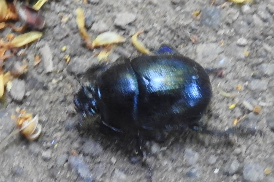 Anoplotrupes stercorosus - erdei álganéjtúró