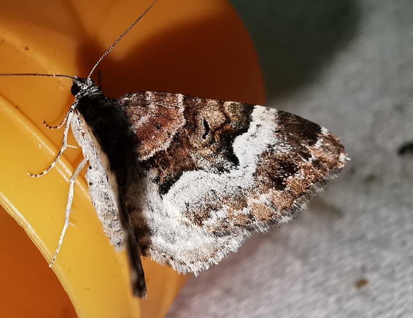 Xanthorhoe biriviata - kétsávos tarkaaraszoló
