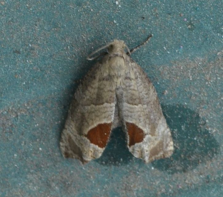 Notocelia uddmanniana - málnasodró tükrösmoly