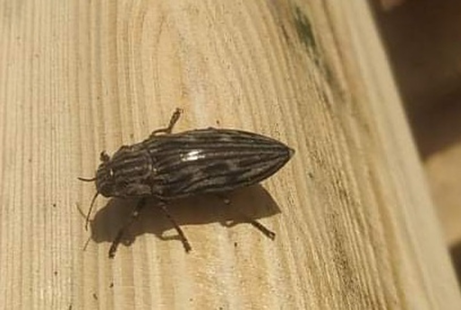 Chalcophora mariana - nagy fenyvesdíszbogár
