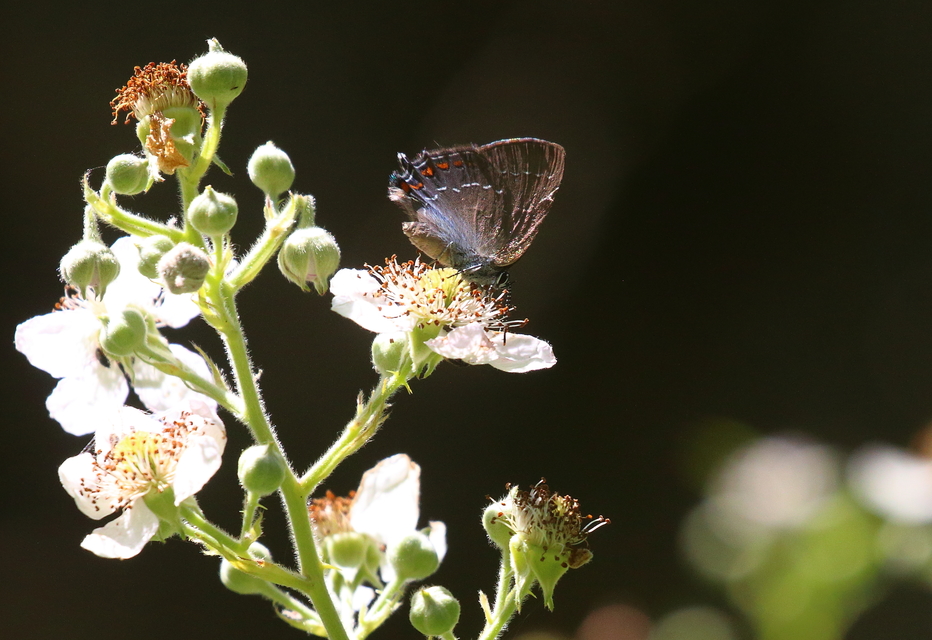 Satyrium ilicis - tölgyfa-csücsköslepke