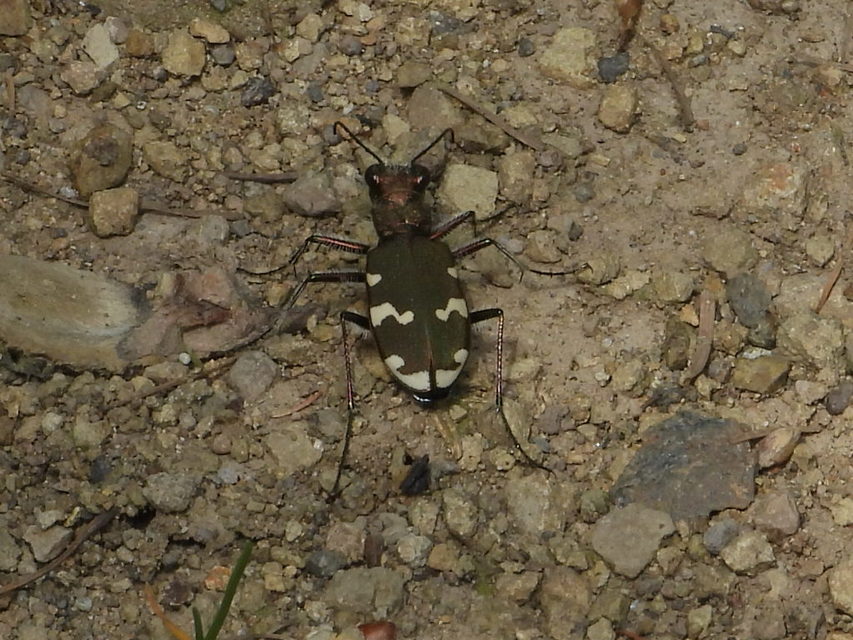Cicindela sylvicola - erdei homokfutrinka
