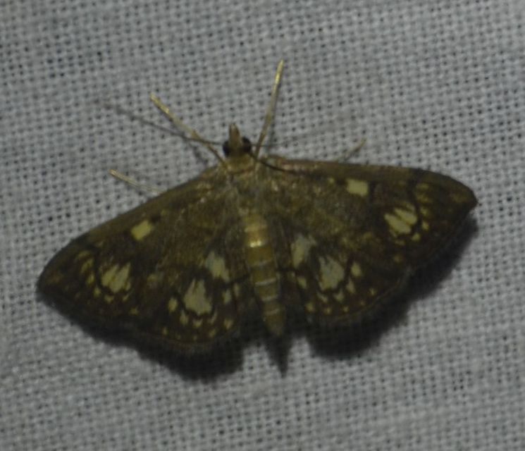 Anania stachydalis - mocsári dudvamoly