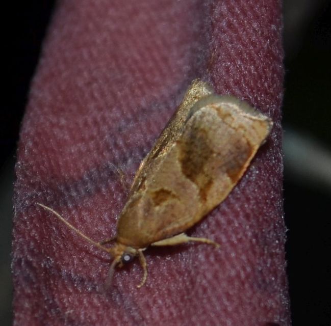 Archips