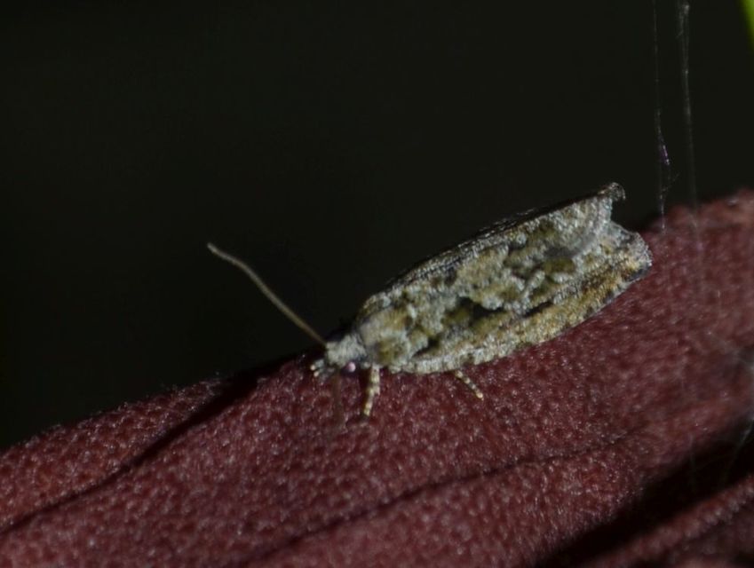 Zeiraphera