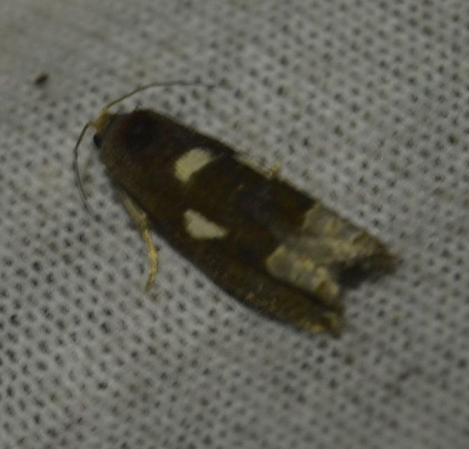 Epiblema foenella - kampósfoltú tükrösmoly