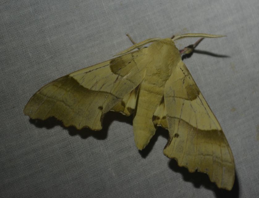 Marumba quercus - tölgyfaszender