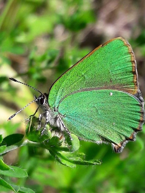 Callophrys rubi - zöldfonákú lepke