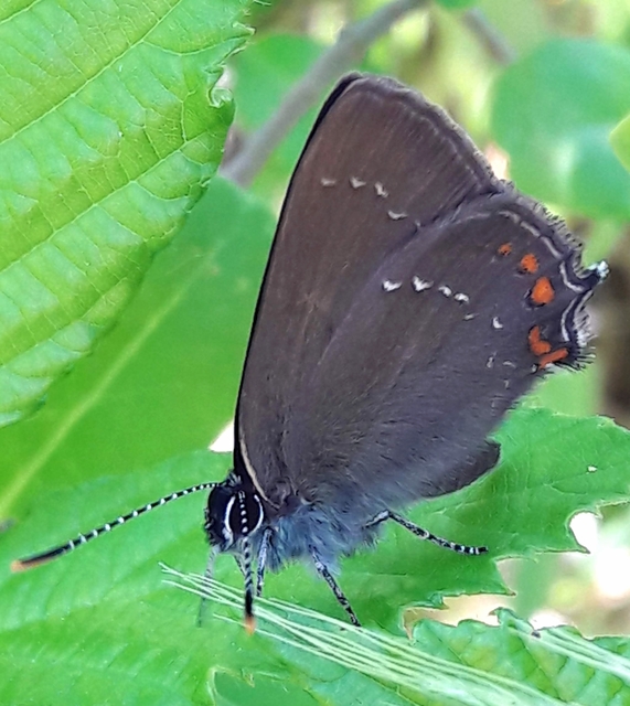 Satyrium ilicis - tölgyfa-csücsköslepke