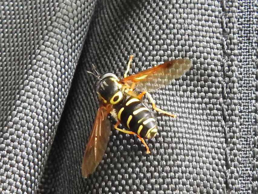 Chrysotoxum Chrysotoxum