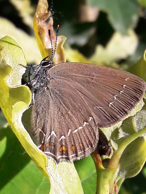 Satyrium ilicis - tölgyfa-csücsköslepke