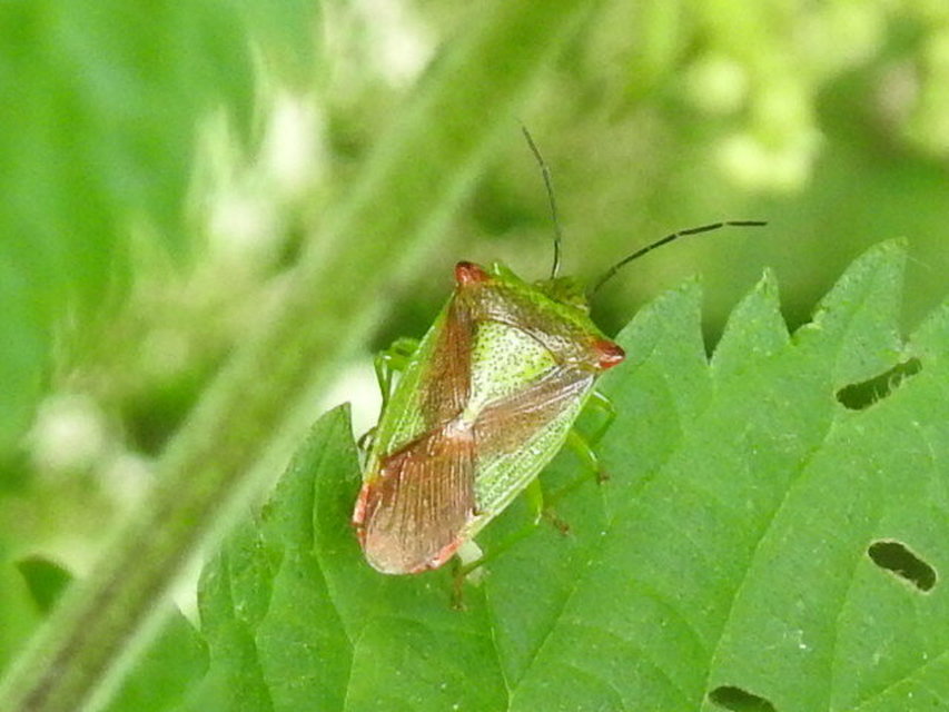 Acanthosoma haemorrhoidale - nagy dajkapoloska Acanthosoma haemorrhoidale - nagy dajkapoloska