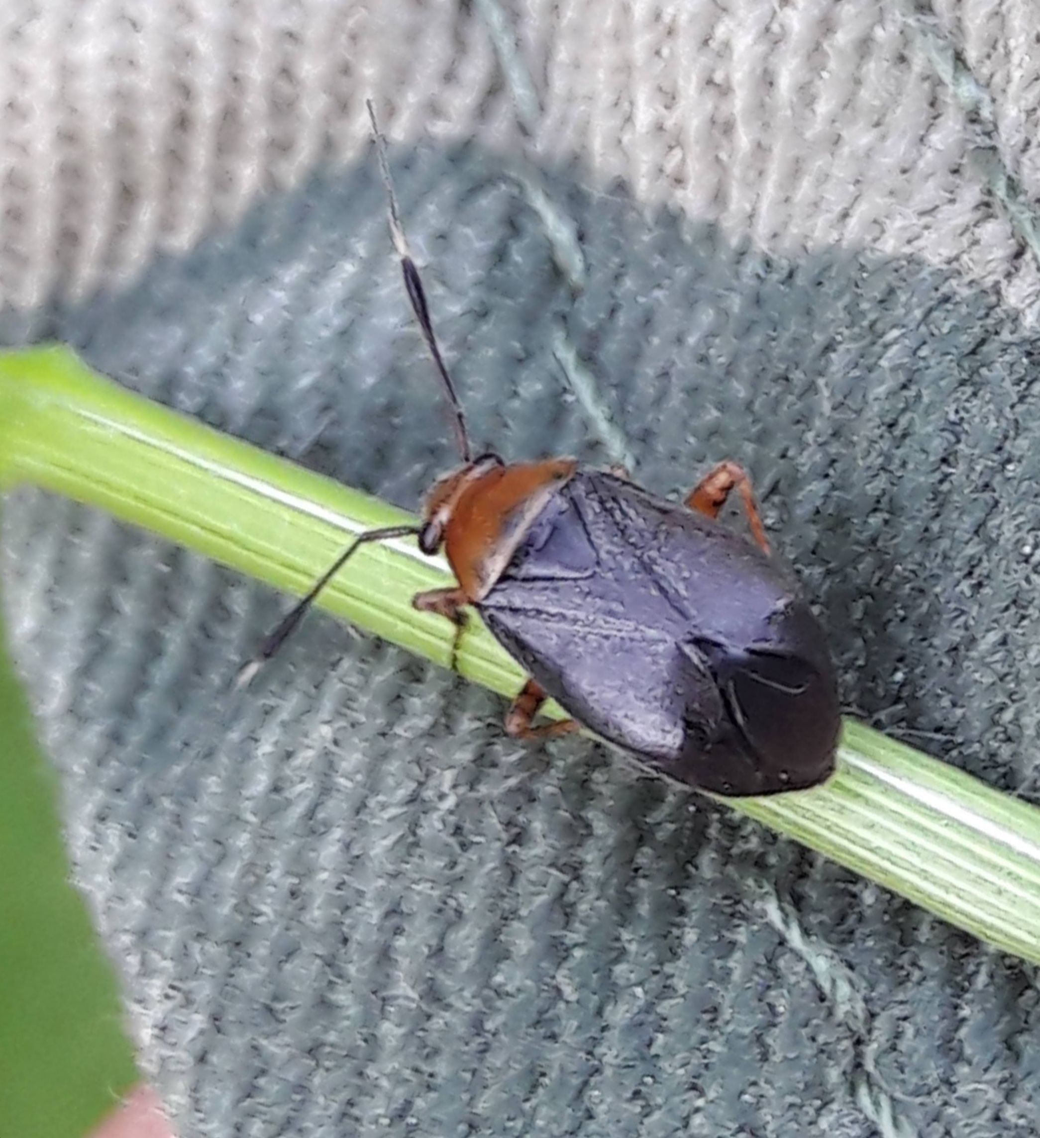 Capsus ater - fekete mezeipoloska