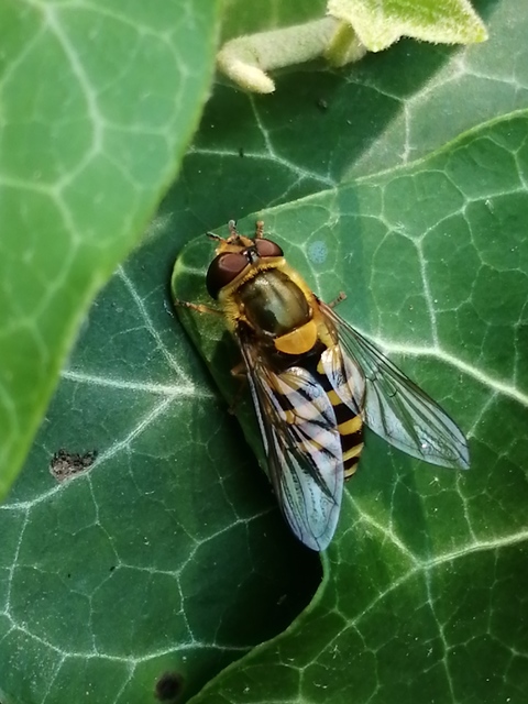 Syrphus