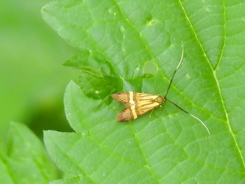 Nemophora degeerella - pompás tőrösmoly