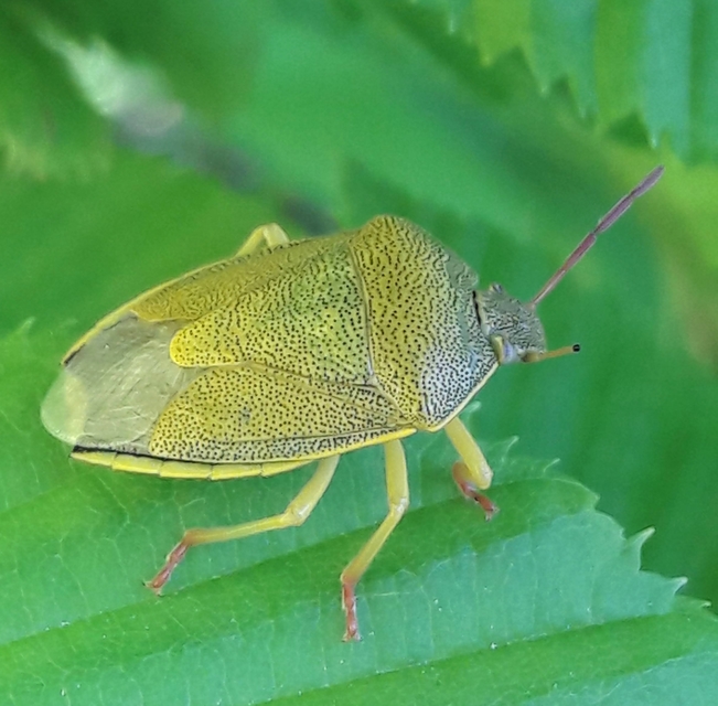 Piezodorus lituratus - bíboros címerespoloska Piezodorus lituratus - bíboros címerespoloska