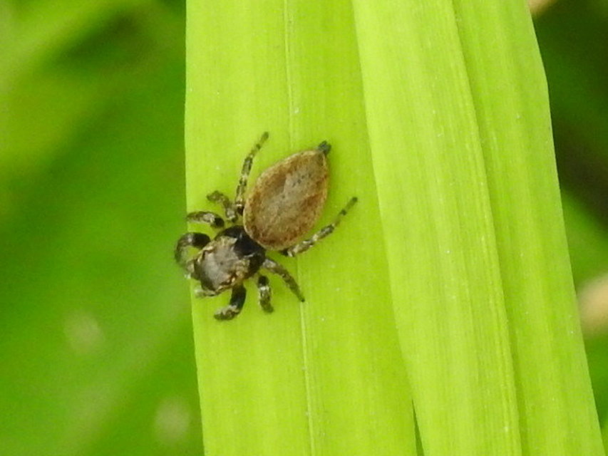Evarcha