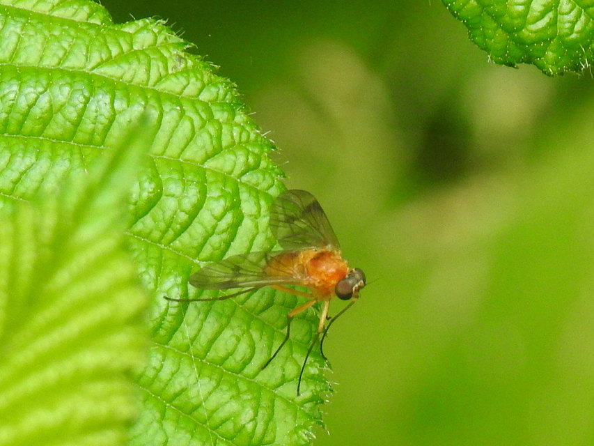 Chrysopilus