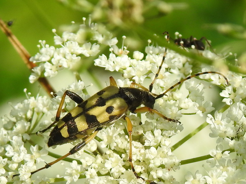 Rutpela maculata - tarkacsápú karcsúcincér