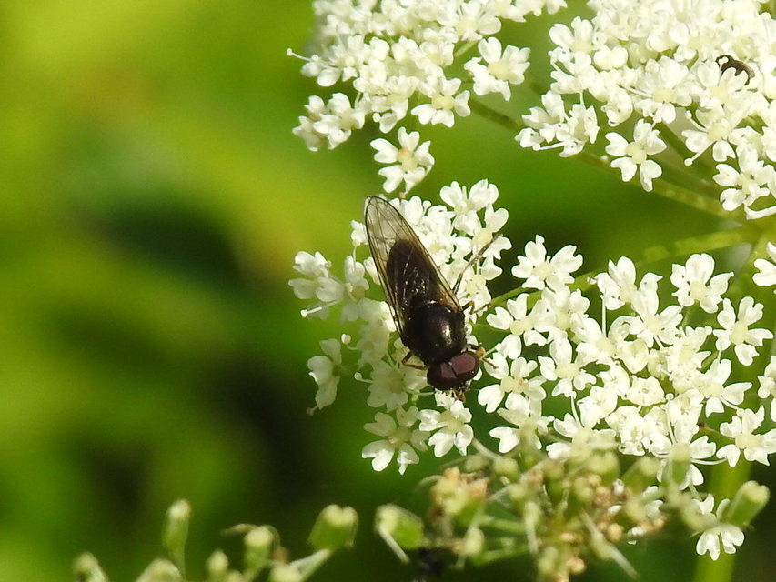 Cheilosia