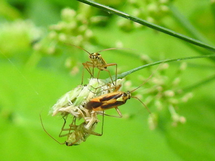 Stenotus binotatus - kétfoltos mezeipoloska