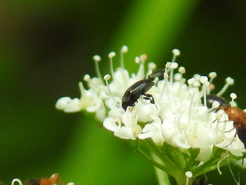 Meligethinae