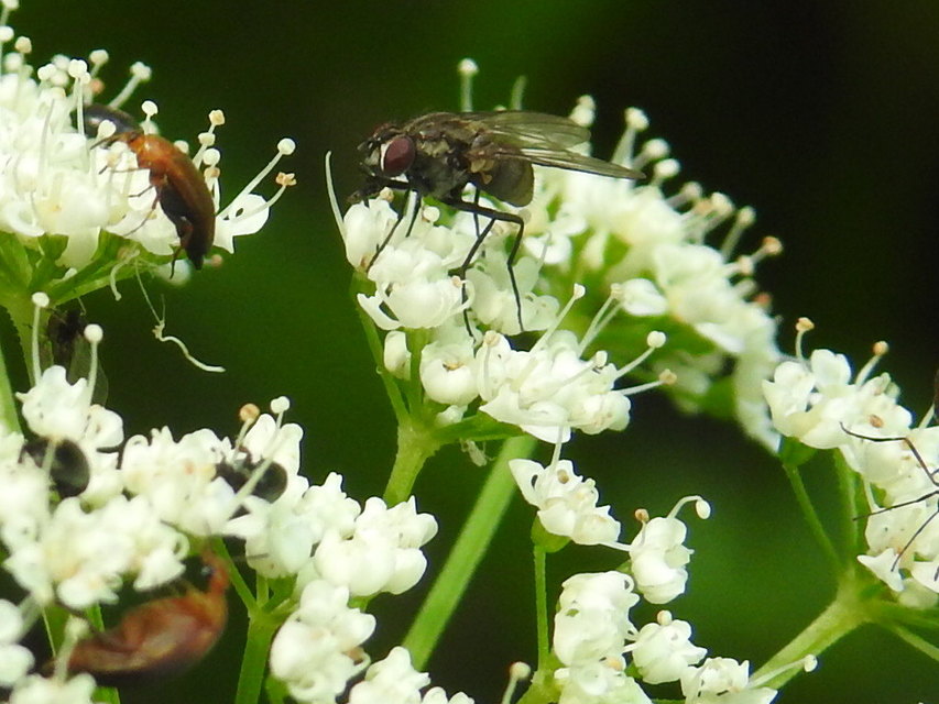 Anthomyiidae - viráglegyek