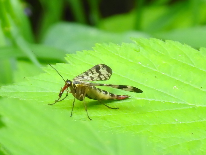 Panorpa vulgaris