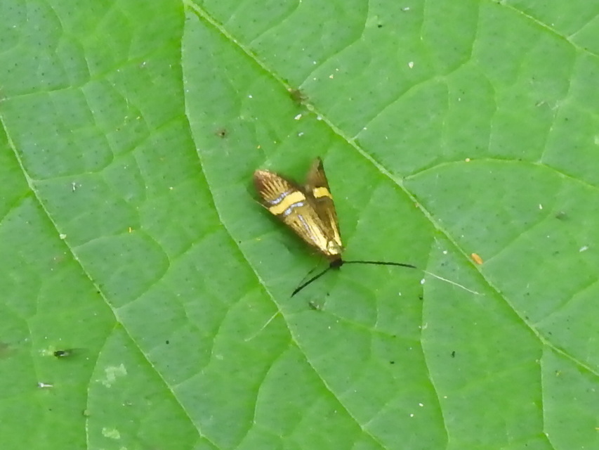 Nemophora degeerella - pompás tőrösmoly