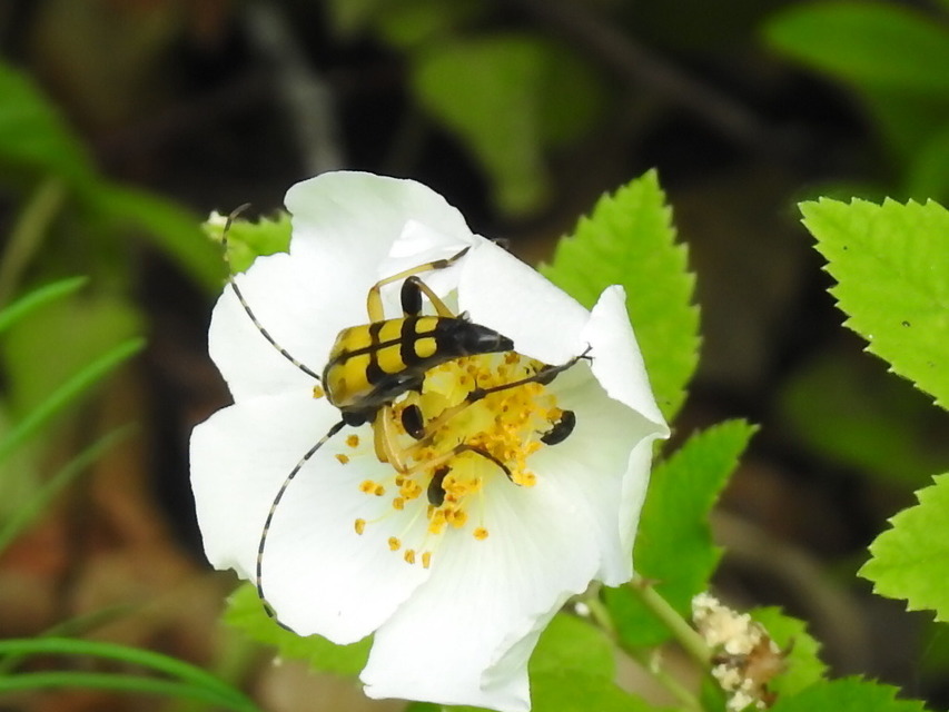 Rutpela maculata - tarkacsápú karcsúcincér
