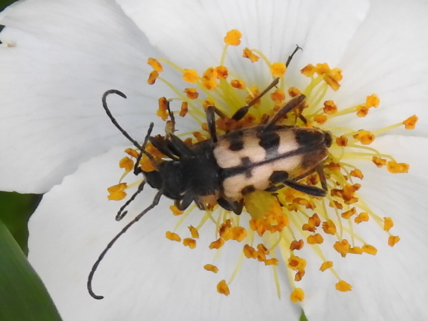 Pachytodes erraticus - rajzos virágcincér