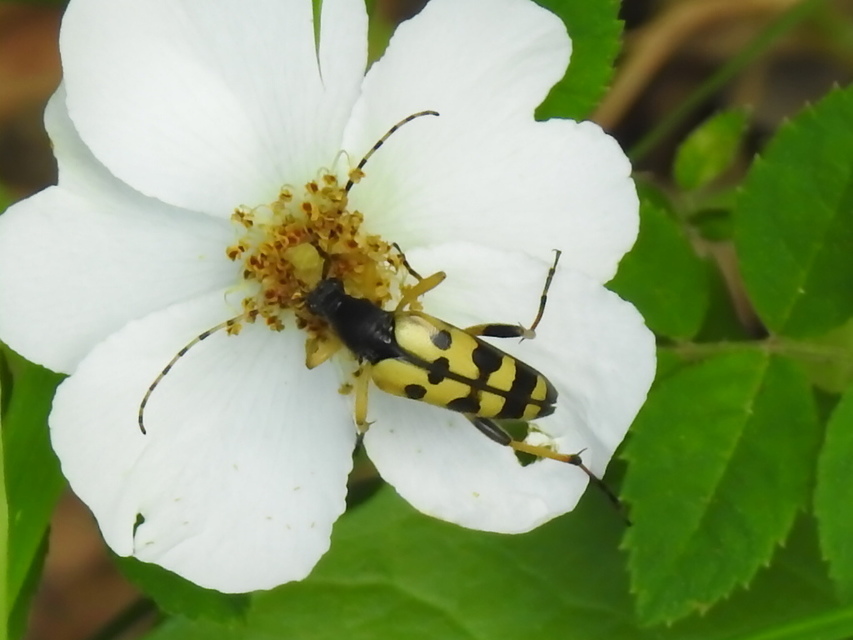 Rutpela maculata - tarkacsápú karcsúcincér