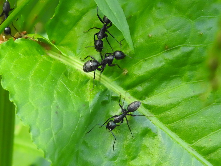 Camponotus vagus - fekete lóhangya