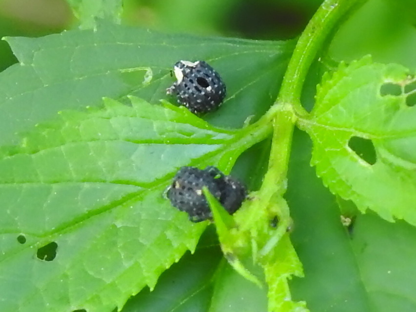 Cionus tuberculosus - sávosnyakú gömbormányos