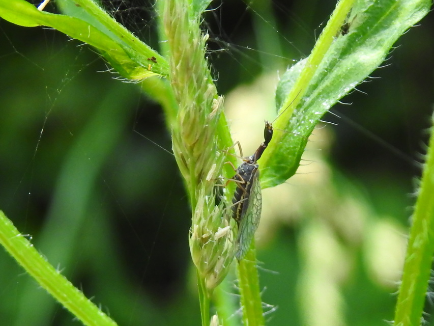 Raphidioptera - Tevenyakú-fátyolkák