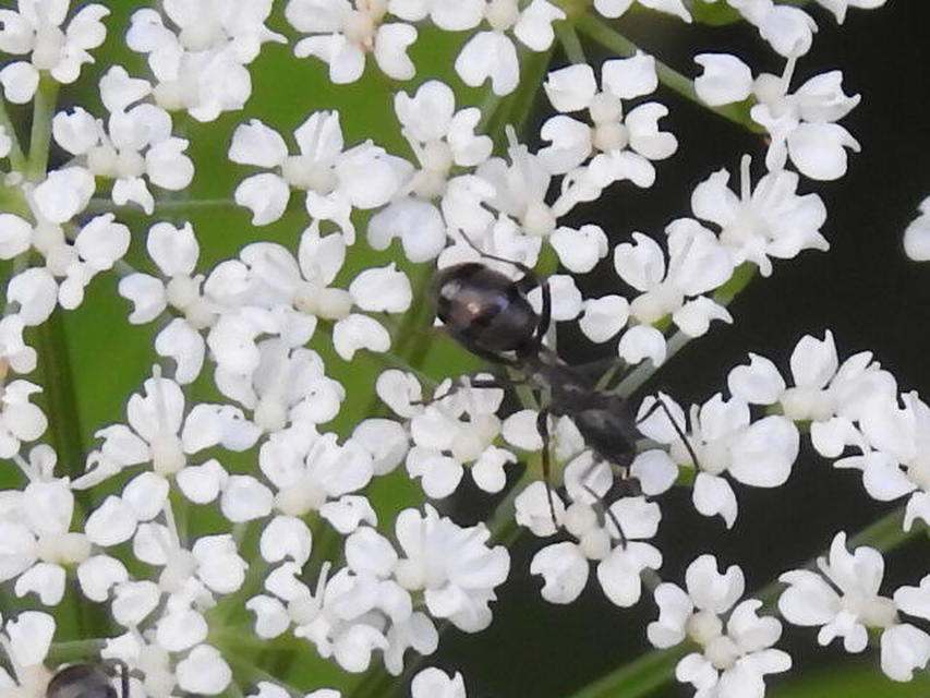 Camponotus vagus - fekete lóhangya