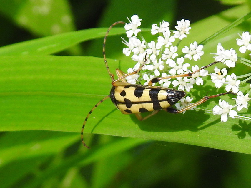 Rutpela maculata - tarkacsápú karcsúcincér
