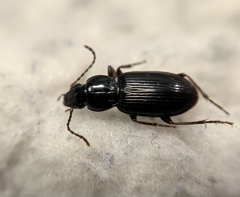 Pterostichus minor - kis gyászfutó